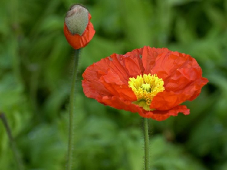 New Zealand’s startup ecosystem poised to grow more ‘tall poppies’