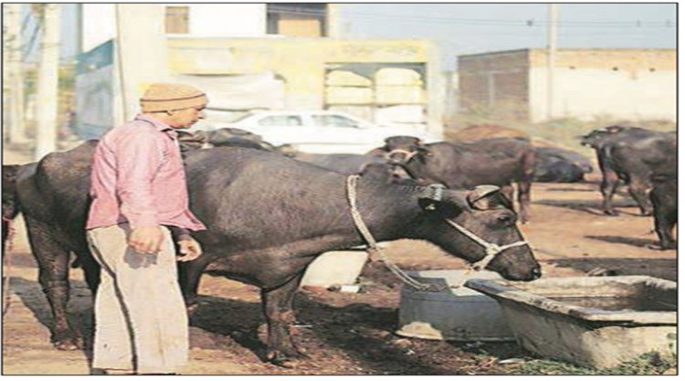 Big gains Cloud helps milk farmers get more benefits