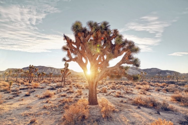 Should we be growing trees in the desert to combat climate change?